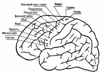 История изучения мозга от Древнего Египта до начала XX века - 59