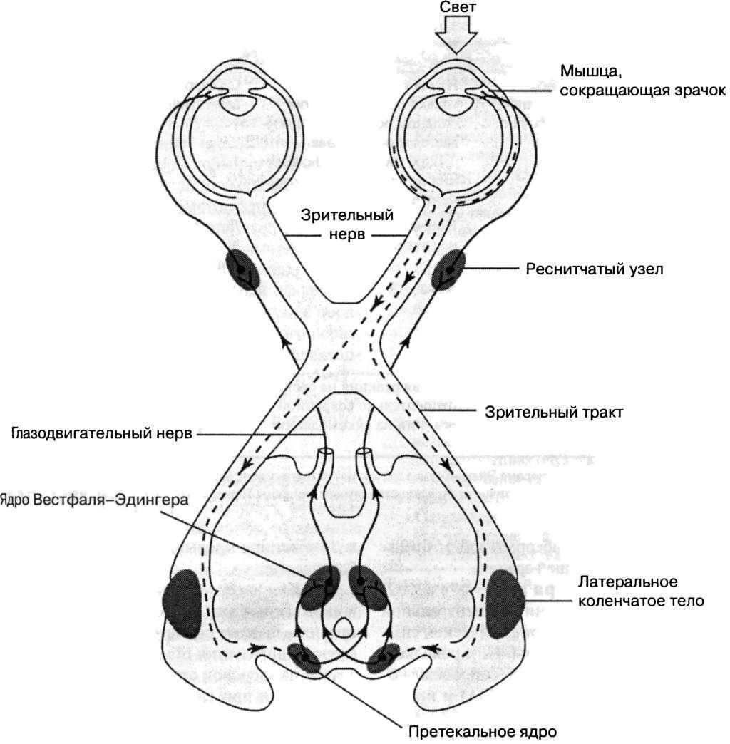 История изучения мозга от Древнего Египта до начала XX века - 60 История изучения мозга от Древнего Египта до начала XX века - 60