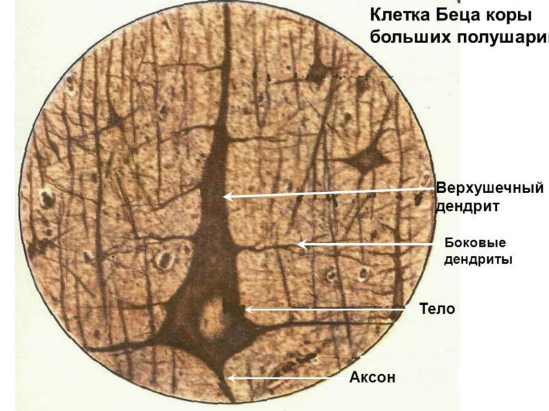 История изучения мозга от Древнего Египта до начала XX века - 62