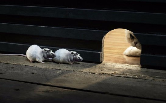 Фотофакт: интернет-пользователи создают невиданных зверушек с помощью «фотошопа» - 10 9