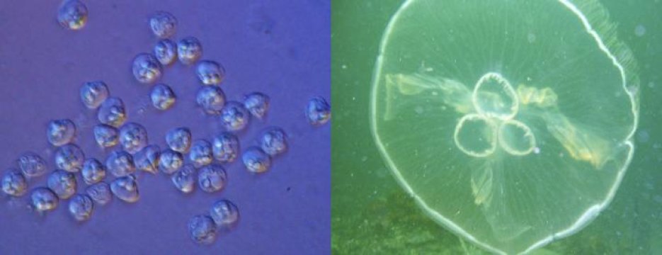 Ученые секвенировали геном паразита, который оказался микромедузой - 1