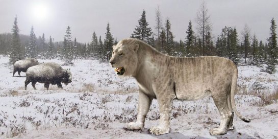 Ученые клонируют пещерных львов, вымерших вместе с мамонтами - 1 1