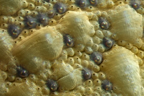 На раковине моллюска ученые обнаружили неорганическую систему зрения - 1