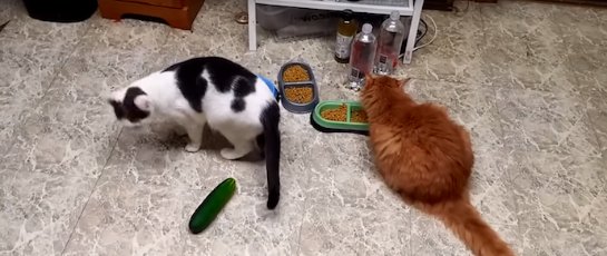 Ветеринары просят не пугать котов огурцами ради «лайков» (Видео) - 1 1