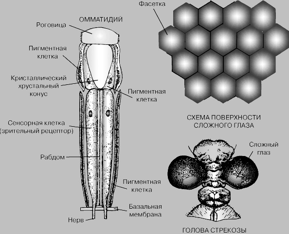 История зрения или миф о «нечленимой сложности» - 2