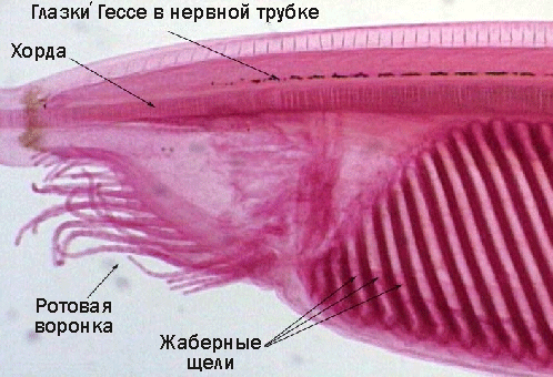 История зрения или миф о «нечленимой сложности» - 7