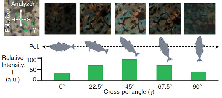 Морские рыбы используют свойства поляризованного света для камуфляжа - 1