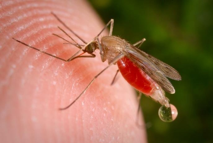 Американские ученые создали генетически модифицированных комаров, блокирующих распространение малярии - 1