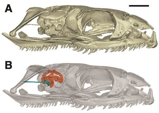 Ископаемая змея помогла прояснить процесс утери конечностей своими родственниками - 1