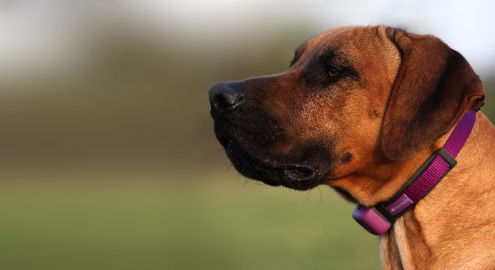 Создан «умный» ошейник для домашних любимцев - 1 1 (3)