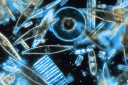 Ученых напугала неизвестная форма жизни, которая появилась на Земле - 1 1