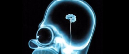 Ученые: «мужского» мозга не существует - 1 1