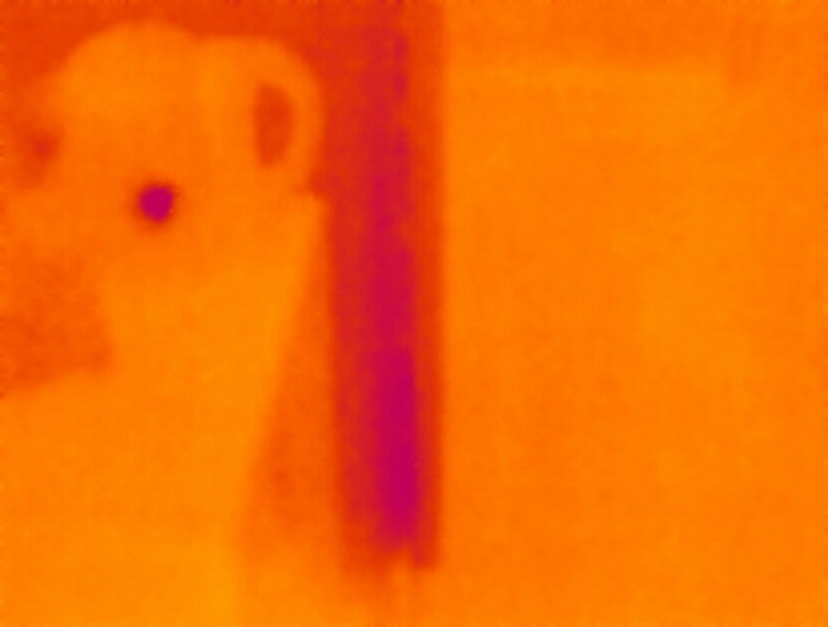Увидеть невидимое! «Seek Thermal» — тепловизор из Санта-Барбары - 14