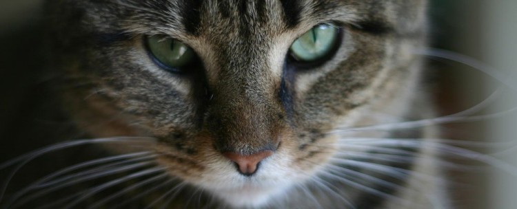 Учёные изучили паразита, которым кошки заражают людей. Обещают выпустить вакцину - 1