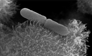 Глубоководную бактерию накормили чистым электричеством - 1