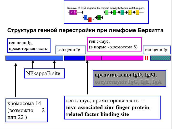 Взгляд на Императора недугов. Часть первая - 4