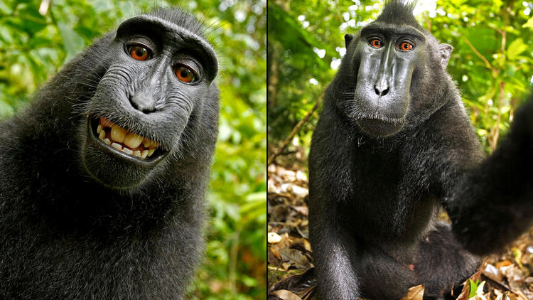 Суд отказал обезьяне в копирайте на собственные селфи - 1
