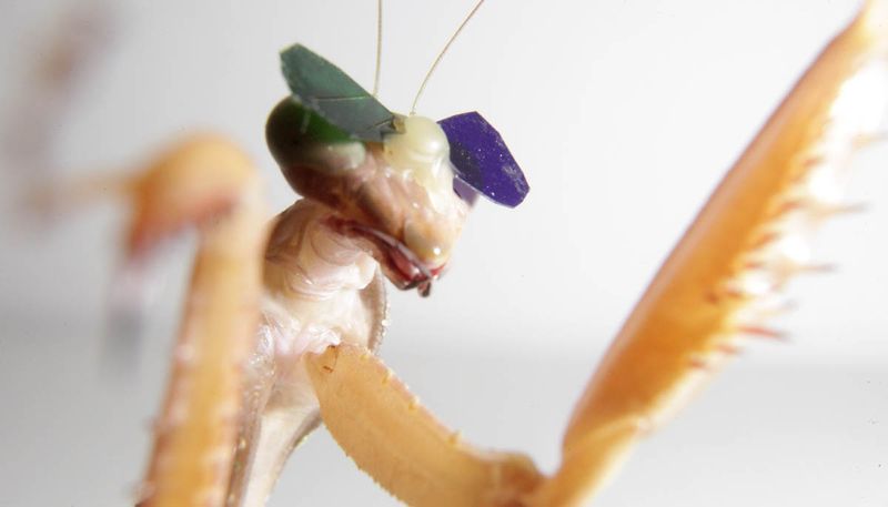 Богомолам надели 3D очки для доказательства существования у насекомых стереоскопического зрения - 2 Богомолам надели 3D очки для доказательства существования у насекомых стереоскопического зрения - 2