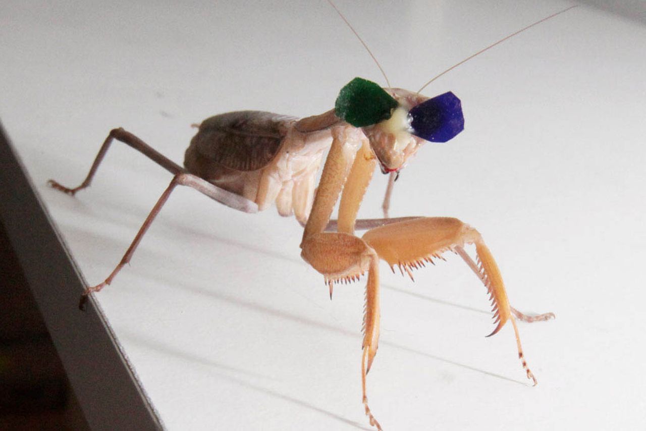 Богомолам надели 3D очки для доказательства существования у насекомых стереоскопического зрения - 1