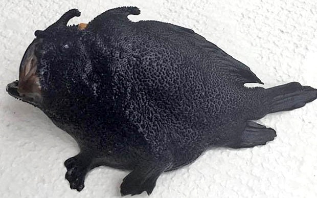 Иду, плыву: близ Новой Зеландии нашли рыбу с ногами - 1 image