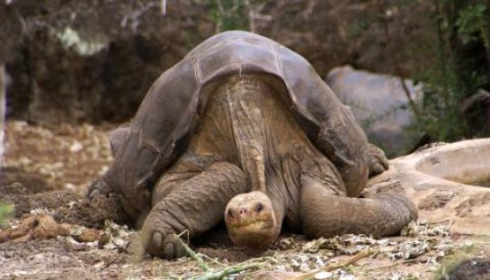 Вымершие черепахи вернутся к жизни (ВИДЕО)
