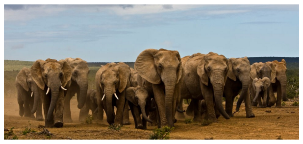 Приручение строптивого - 1 Приручение строптивого - 1