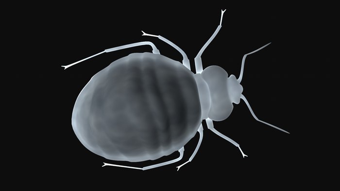 Хочешь убить постельного клопа? Узнай его геном, и за дело - 2 Хочешь убить постельного клопа? Узнай его геном, и за дело - 2