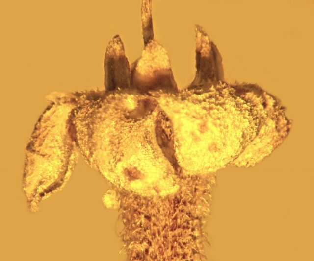 Идеально сохранившемуся в куске янтаря цветку — 45 миллионов лет - 3