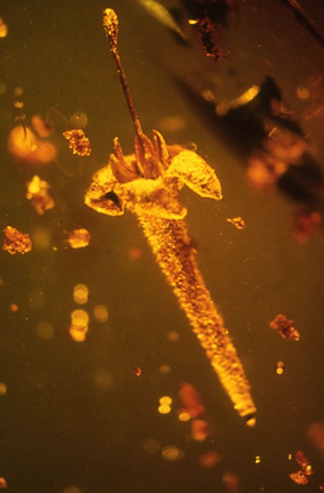 Идеально сохранившемуся в куске янтаря цветку — 45 миллионов лет - 1