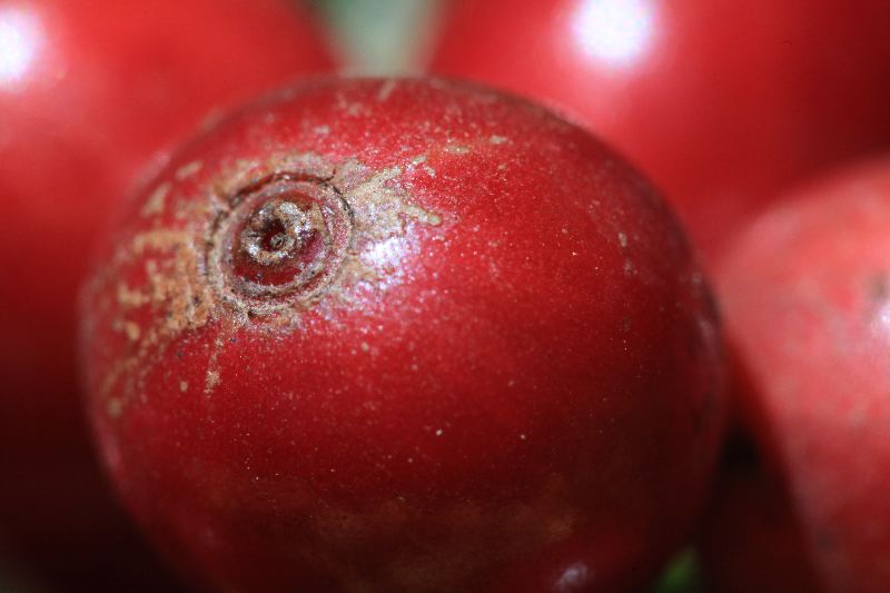 Компот из кофейных сухофруктов. Знакомимся с каскарой — лучшим другом велосипедиста - 1 image