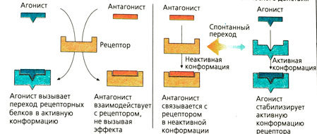 Предсказание биологической активности молекул. Часть 3а. Точно в цель - 2