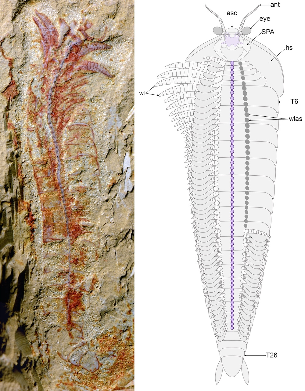 На уникальной окаменелости возрастом 0,5 млрд лет видна даже нервная система животного - 2