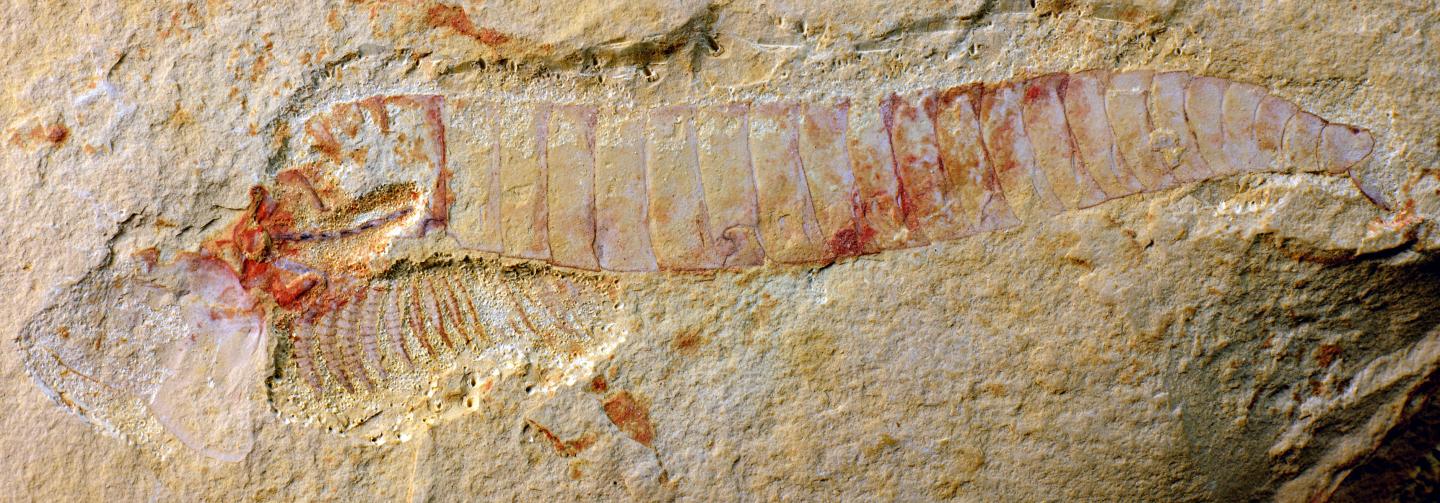 На уникальной окаменелости возрастом 0,5 млрд лет видна даже нервная система животного - 1