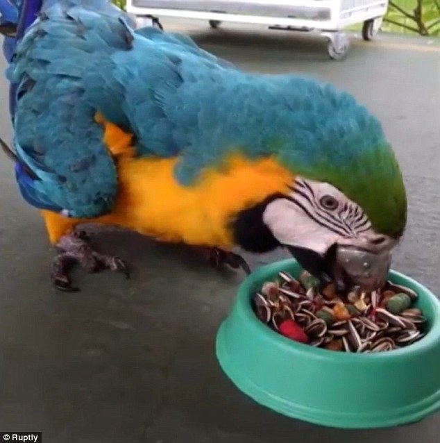 Попугай ара из Бразилии получил новенький титановый клюв, напечатанный на 3D принтере - 4