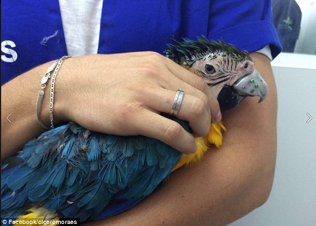 Попугай ара из Бразилии получил новенький титановый клюв, напечатанный на 3D принтере - 1