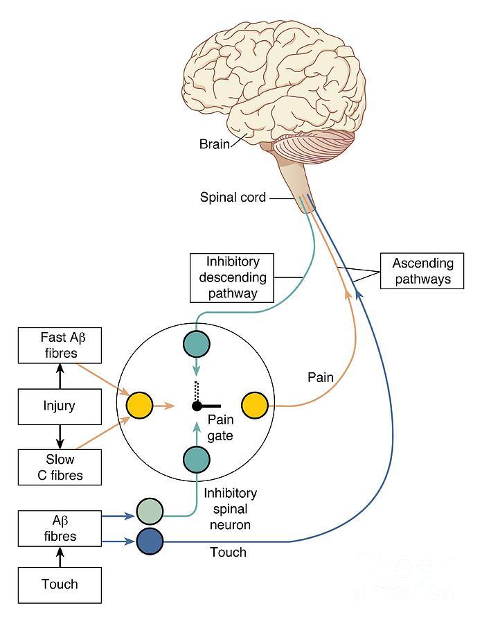 Быстрая помощь при болях в мышцах и суставах (и после травм) до посещения доктора - 2 image