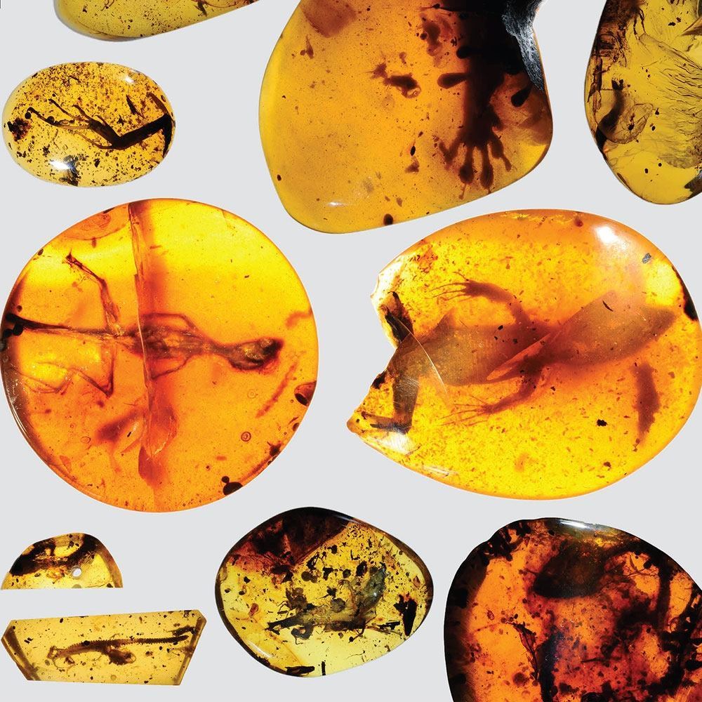 Обнаруженные в янтаре ящерицы жили 99 млн лет назад - 1
