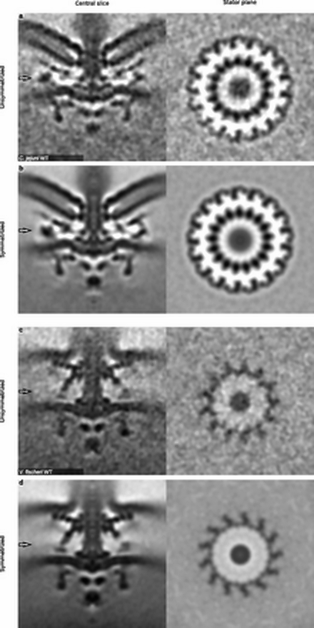 Получены качественные снимки, создана 3D-модель и проанализирован механизм действия наноразмерных биодвигателей бактерий - 3 Получены качественные снимки, создана 3D-модель и проанализирован механизм действия наноразмерных биодвигателей бактерий - 3