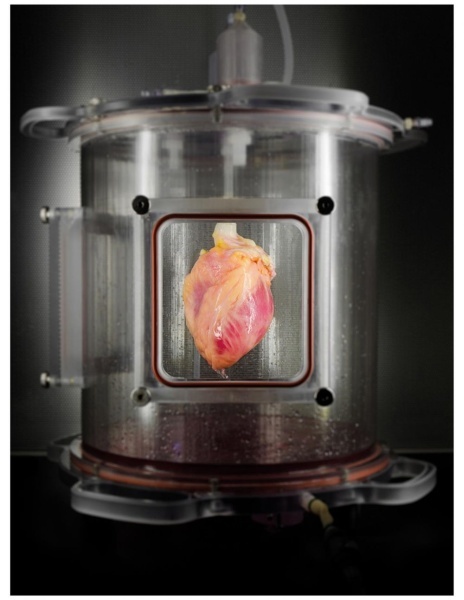Учёные впервые вырастили в лаборатории человеческое сердце целиком - 1
