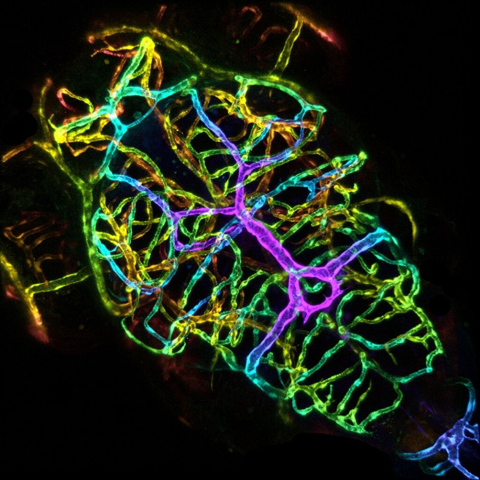 Конкурс Cool Science image: лучшие фото и видео из мира науки - 10