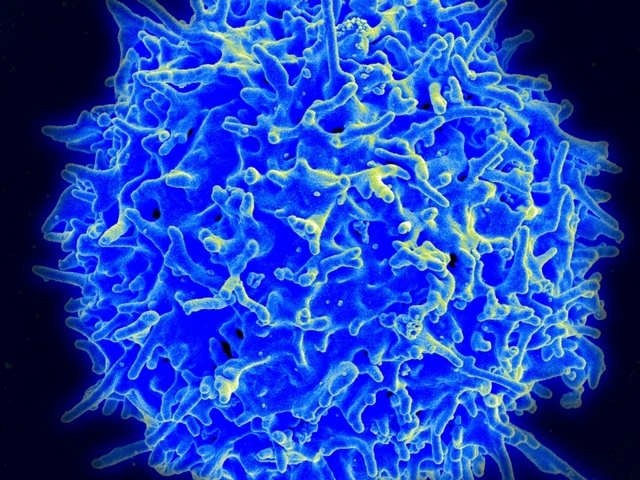 Учёные приблизились к клиническим испытаниям вакцины от ВИЧ - 1 image