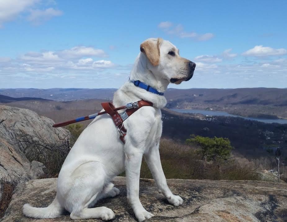 Guiding Eyes переносит данные в IBM Cloud для улучшения качества помощи незрячим людям - 2