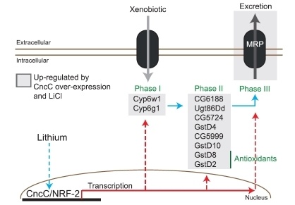 Найдено новое лекарство от старости! Для мух - 4 Найдено новое лекарство от старости! Для мух - 4