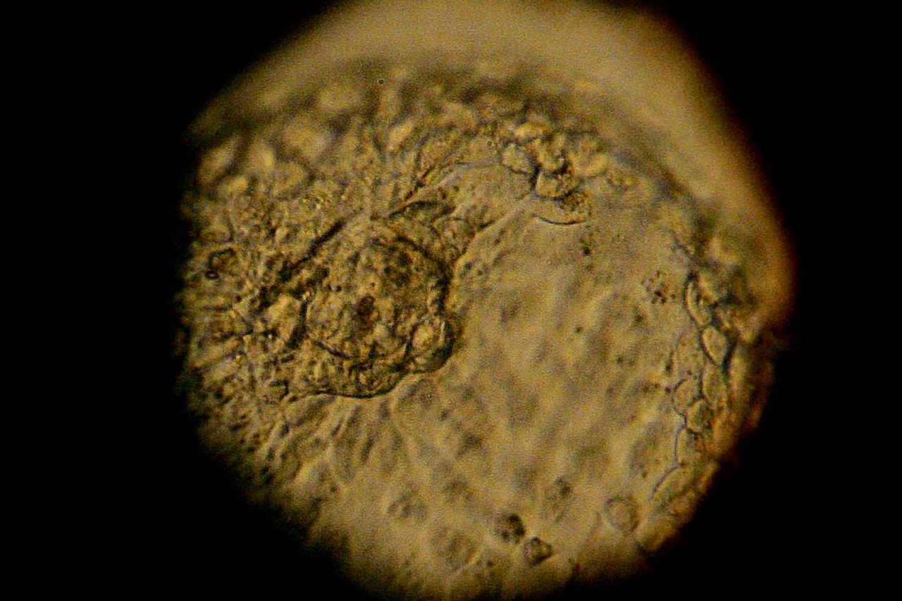 Китайцы отредактировали ДНК эмбриона человека во второй раз - 1