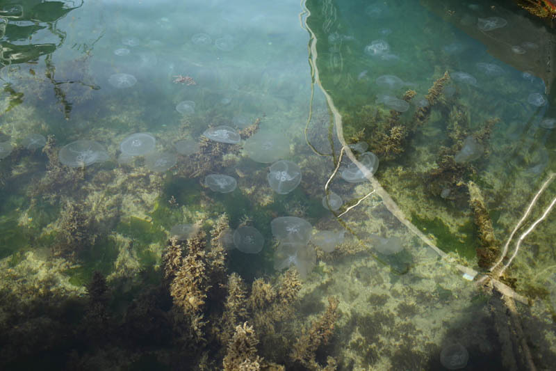 Детская робототехника в Крыму превозмогает - 34 Детская робототехника в Крыму превозмогает - 34