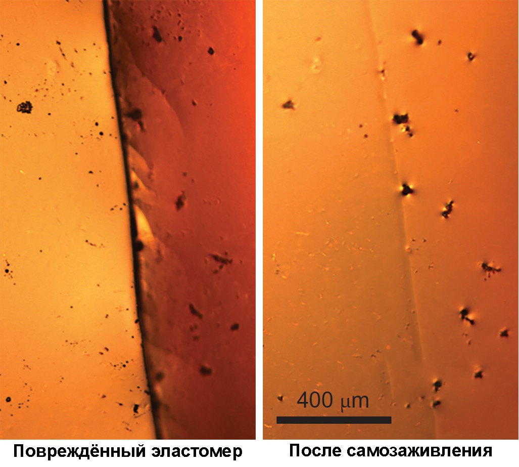 Новый эластомер растягивается до 100х от своего размера и восстанавливается после повреждений - 4