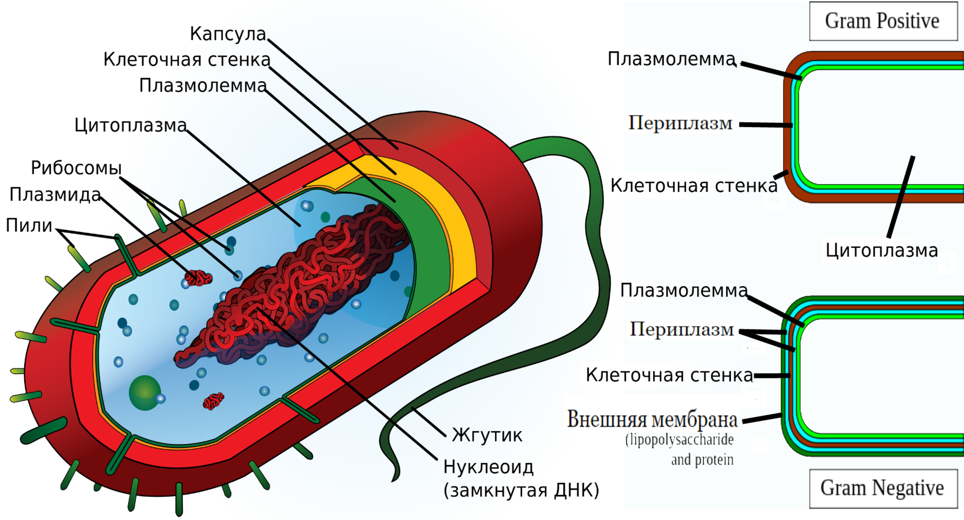 Клетка бактерии имеет днк. Схема строения бактериальной клетки рисунок. Схема строения бактериальной клетки биология. Строение прокариотической клетки бактерии. Схематическое изображение строения бактериальной клетки.