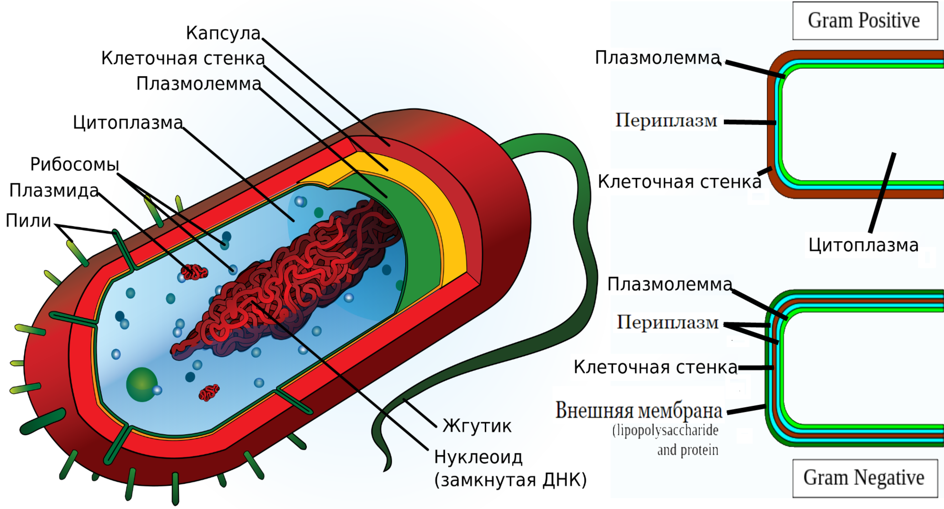 Антибиотики и резистентность бактерий: β-лактамные антибиотики - 2 image