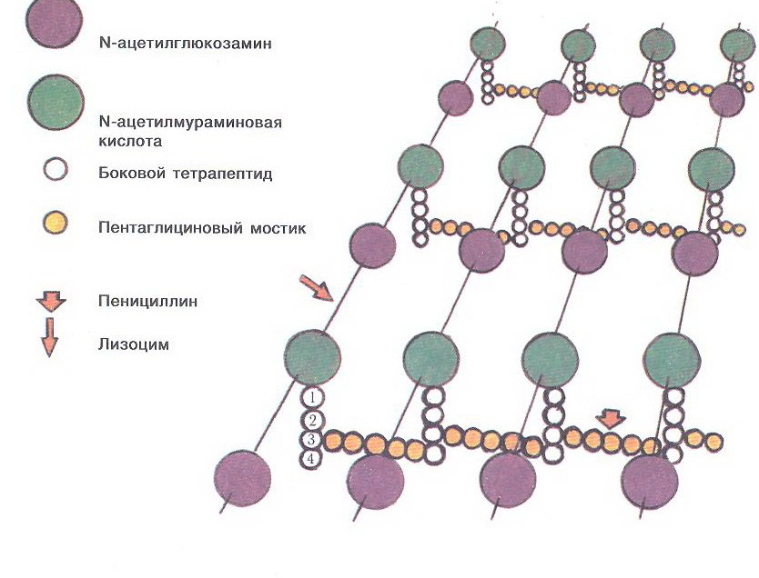Антибиотики и резистентность бактерий: β-лактамные антибиотики - 3 image