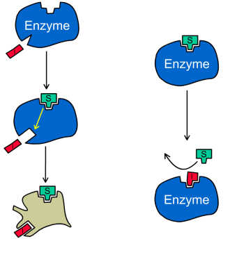 Антибиотики и резистентность бактерий: β-лактамные антибиотики - 5 image